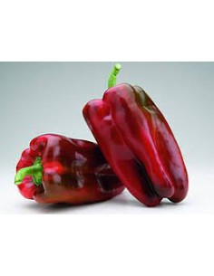 PIMIENTO LAMUYO ROJO KG