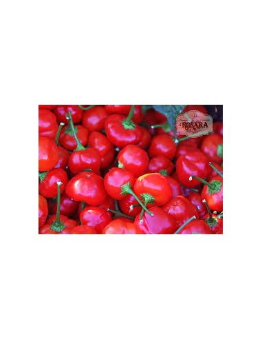 ESTUCHE PIMIENTO JAUJA
