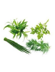 BAND. 6 TP FINAS HIERBAS