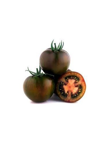 TOMATE KUMATU 