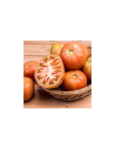 TOMATE LISO ENSALADA KG