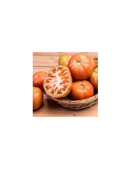 TOMATE LISO ENSALADA KG